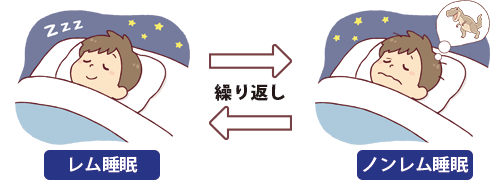 レム睡眠とノンレム睡眠