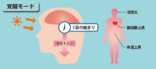 セロトニン